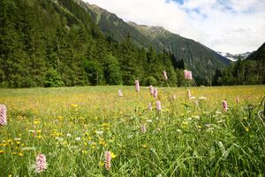 Schlangen-Knöterich obertal 25134 2016-06-15.jpg