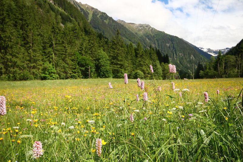 Datei:Schlangen-Knöterich obertal 25134 2016-06-15.jpg