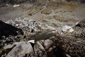 Goldlacken 0257 2013-10-08.jpg