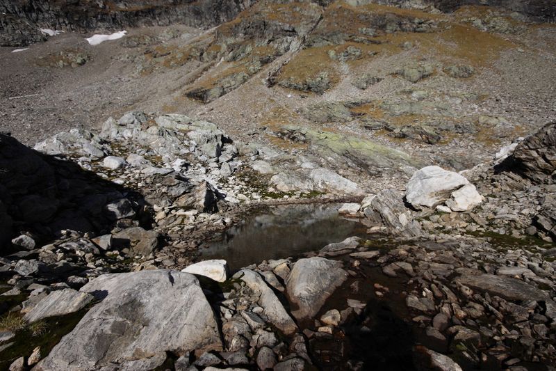 Datei:Goldlacken 0257 2013-10-08.jpg