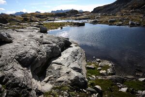 Goldlacken 0307 2013-10-08.jpg