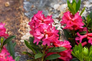 Rostblättrige Alpenro-katschtal 92337 2015-06-18.jpg