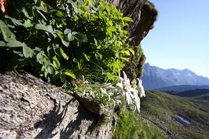Edelweiß wildkar 0717 13-07-27.jpg
