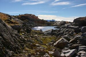 Goldlacken 0331 2013-10-08.jpg