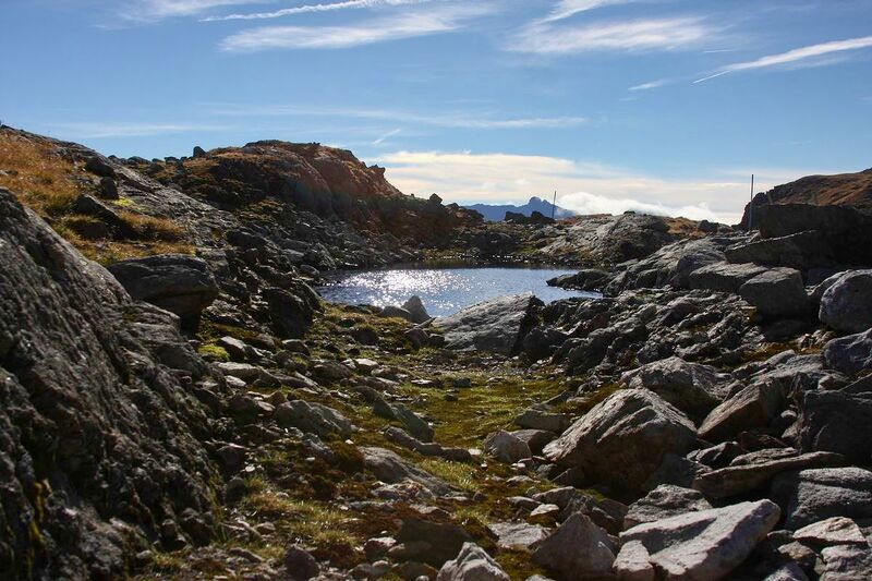 Datei:Goldlacken 0331 2013-10-08.jpg