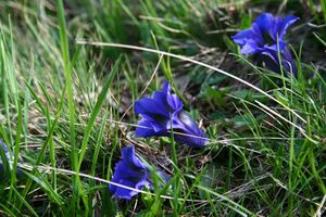 Im Hüttkar 39498 2012-06-29.jpg