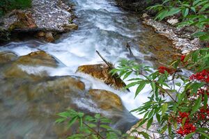 Rössingbach 1827 13-07-21.jpg