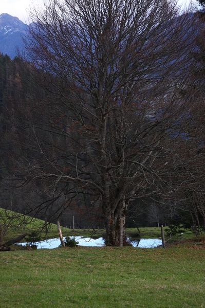 Datei:Halseralm ramsau 79451 2014-11-16.jpg