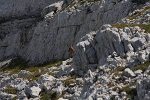 Traglhals 1698 2011-08-05.jpg