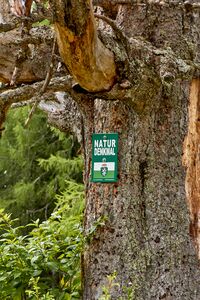 4 kammfichten nr968-3100-2021-08-03.jpg