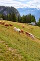 Bärenfeichtenalm-3222-2021-08-03.jpg