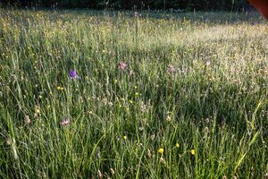 Europaschutzgebiet niederstuttern6101.jpg