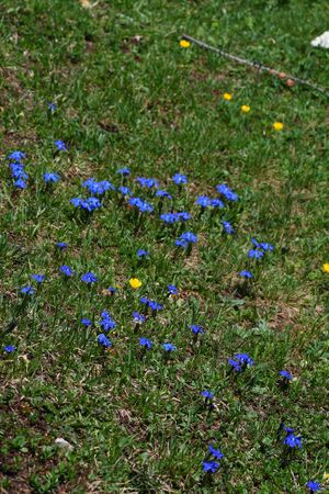 Frühlingsenzian-brandriedel 90700 2008-06-02.jpg