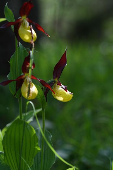 Datei:Frauenschuh 2055 2008-05-29.jpg