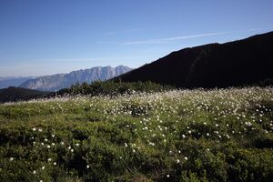 Gumpenkar 53229 2017-07-05.jpg