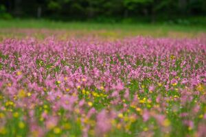 Kuckucks-Lichtnelke obertal 24265 2016-06-13.jpg