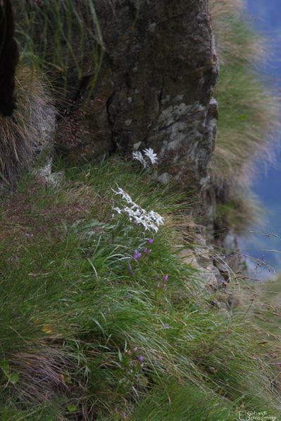 Datei:EdelweißIMG 6294.jpg