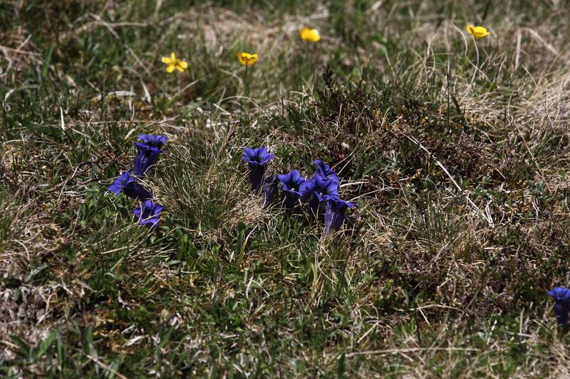 Datei:Enzian sattental 46110 2017-05-19.jpg