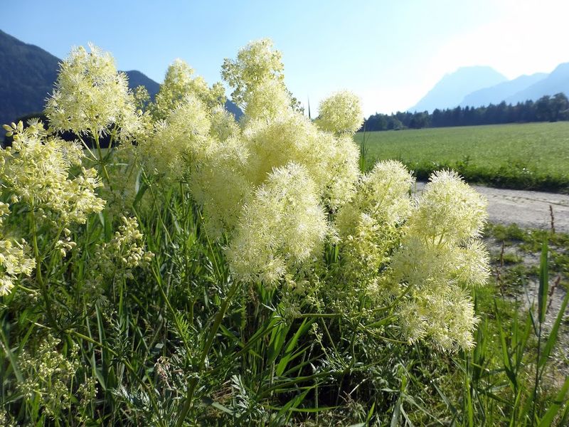 Datei:Gelbe Wiesenraute-Thalictrum flavum1410611.JPG