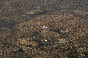 Goldlacken 0327 2013-10-08.jpg