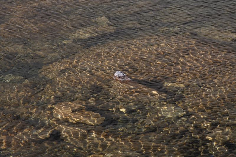 Datei:Goldlacken 0327 2013-10-08.jpg