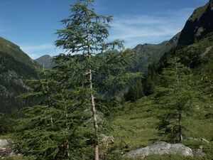 Gollingwinkel 5707 2004-08-16.jpg