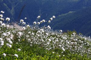 Kolbalm beim schlad törl 94680 2015-07-11.jpg