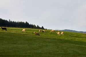 Krennbauer Sonnberg-0003-2023-08-26.jpg