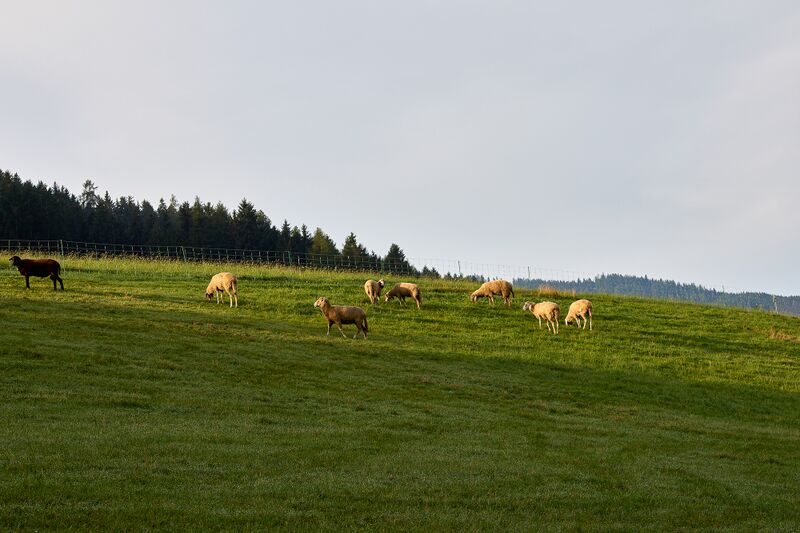 Datei:Krennbauer Sonnberg-0003-2023-08-26.jpg