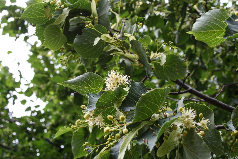 Datei:Linde 95901 2012-06-25.jpg