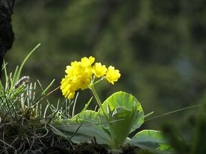 Petergstamm silberkar 90524 2006-05-10.jpg