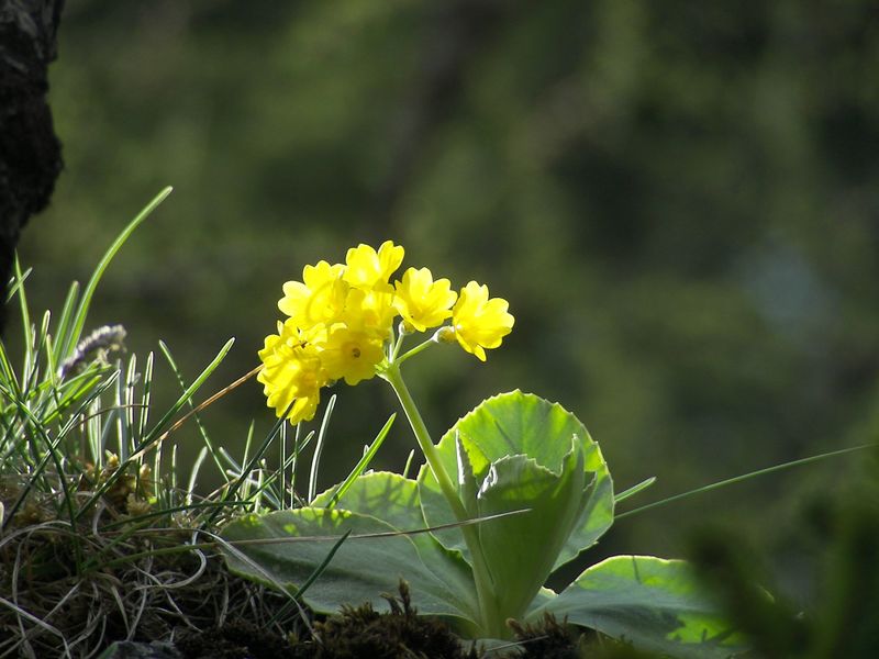 Datei:Petergstamm silberkar 90524 2006-05-10.jpg