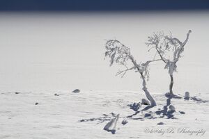 Schneepurismus am Bodensee.jpg