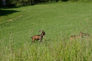 Vlg. Schwaigberger-0537-2023-06-14.jpg