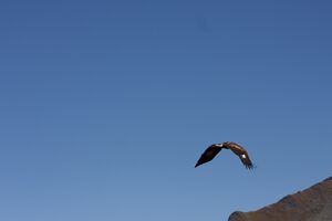 Adler-großsölk 1397 2013-09-25.jpg