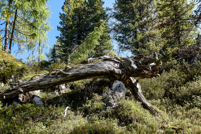 Datei:Brandner urwald-12-2020-09-15-3.jpg
