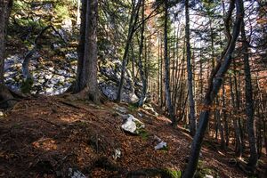 Buchwald - grimming-1000-2015-10-28.jpg