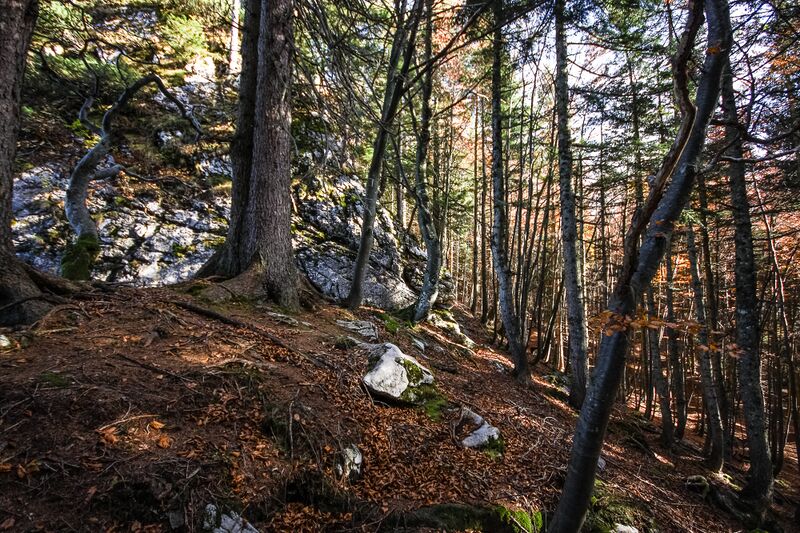 Datei:Buchwald - grimming-1000-2015-10-28.jpg