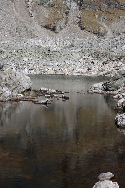 Datei:Goldlacken 0345 2013-10-08.jpg