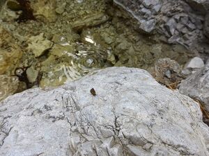 Humlechnergraben 54645 2014-04-27.JPG