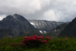 Im stegerkar 23971 2008-07-09.jpg