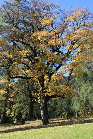Schildlehen ramsau 60243 2017-10-05.jpg