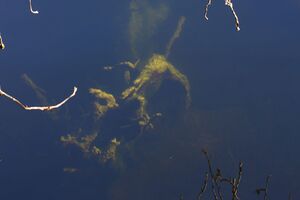 Toplitzsee 77766 2014-11-03.jpg