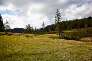Zlaimmöser-Moore zleimalm-106-2020-05-27.jpg