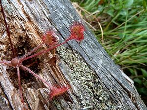 Drosera-Sonnentau580233.JPG