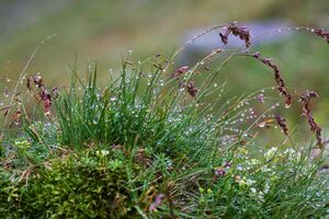 Giglach 10298 2011-07-21.jpg