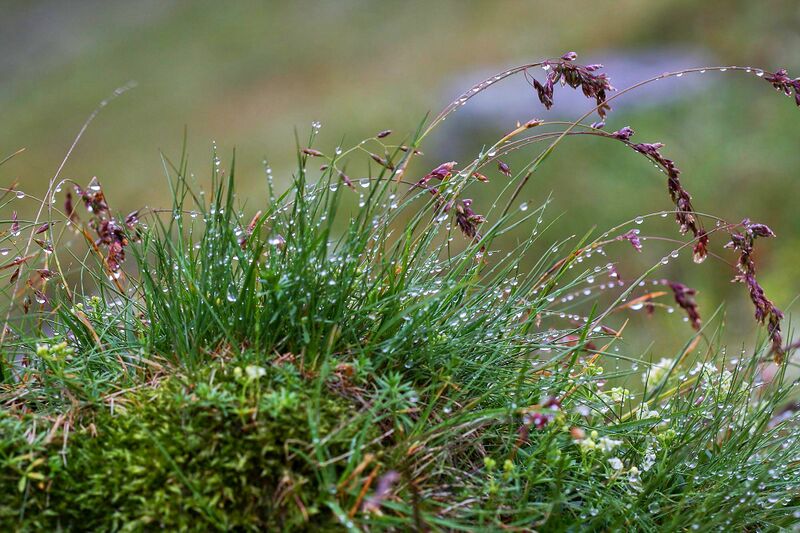 Datei:Giglach 10298 2011-07-21.jpg