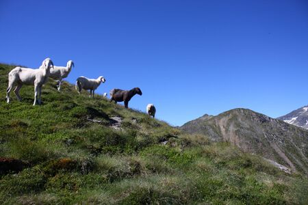 Schusterstuhl-spateck 94953 2015-07-11.jpg