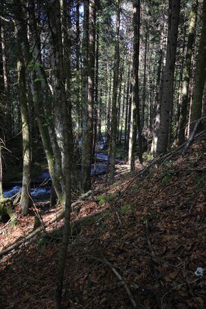 Strummern mühlreith 47245 2017-05-17.jpg