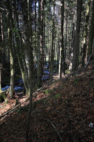 Datei:Strummern mühlreith 47245 2017-05-17.jpg